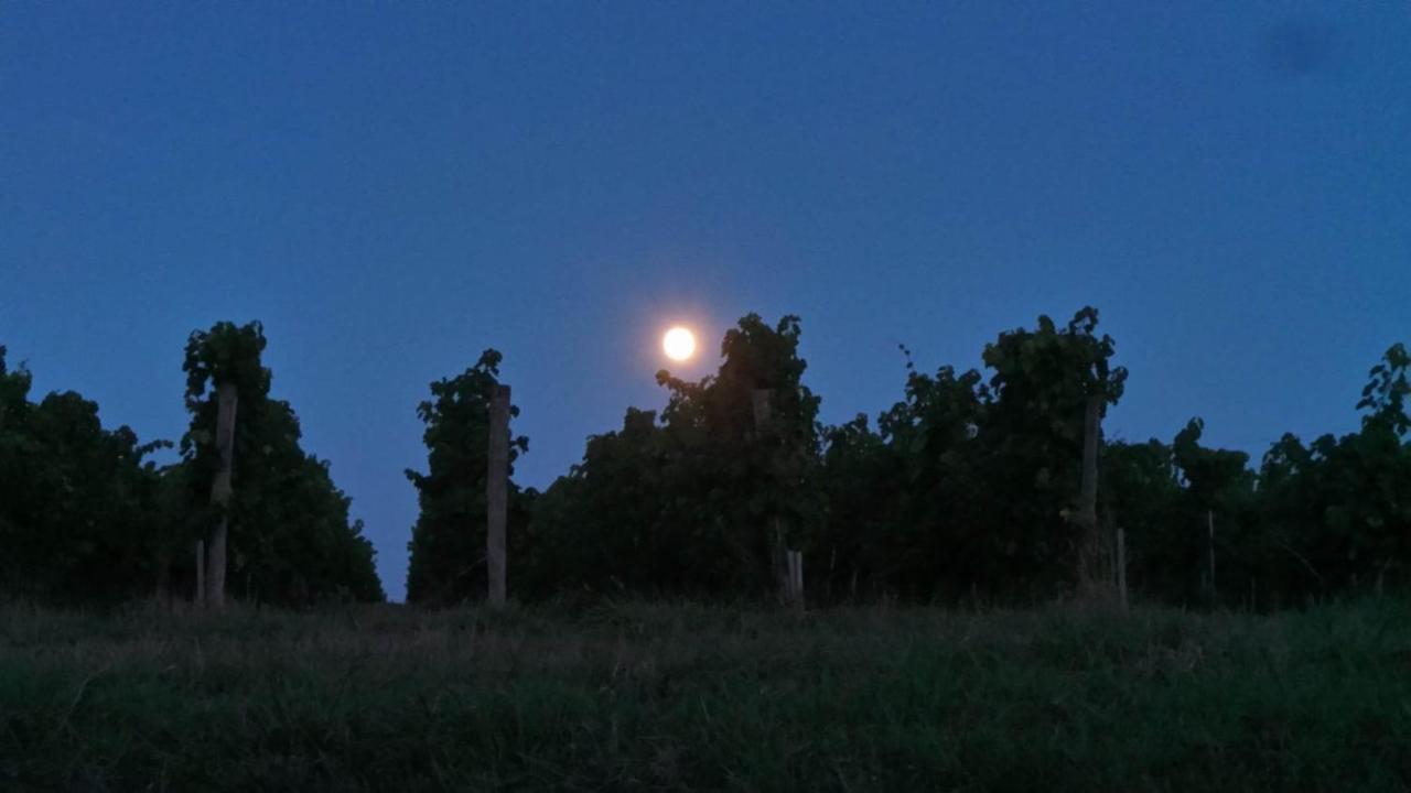Dom Peyreton Prestige Cottages Set In A Charming Wine Property Villegouge 外观 照片